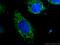 Coiled-Coil-Helix-Coiled-Coil-Helix Domain Containing 10 antibody, 25671-1-AP, Proteintech Group, Immunofluorescence image 