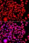 Testis Associated Actin Remodelling Kinase 2 antibody, LS-C349161, Lifespan Biosciences, Immunofluorescence image 