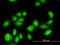 Tubulin alpha-3C/D chain antibody, LS-B4553, Lifespan Biosciences, Immunofluorescence image 