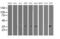 Translocase Of Outer Mitochondrial Membrane 34 antibody, MA5-25625, Invitrogen Antibodies, Western Blot image 