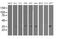 Translocase Of Outer Mitochondrial Membrane 34 antibody, MA5-25625, Invitrogen Antibodies, Western Blot image 