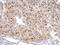 M3K20 antibody, NBP1-33137, Novus Biologicals, Immunohistochemistry paraffin image 