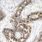 p21 antibody, LS-C335973, Lifespan Biosciences, Immunohistochemistry frozen image 