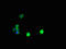 Pterin-4 Alpha-Carbinolamine Dehydratase 1 antibody, orb25269, Biorbyt, Immunocytochemistry image 