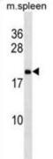 60S ribosomal protein L9 antibody, abx030868, Abbexa, Western Blot image 