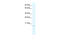 C-C Motif Chemokine Ligand 7 antibody, 31-059, ProSci, Western Blot image 