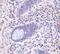 Leucine Rich Repeat Containing 1 antibody, PA5-19994, Invitrogen Antibodies, Immunohistochemistry paraffin image 