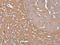 G Protein Subunit Alpha Z antibody, GTX105832, GeneTex, Immunohistochemistry paraffin image 