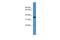 G Protein-Coupled Receptor 88 antibody, PA5-69183, Invitrogen Antibodies, Western Blot image 