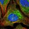 Solute Carrier Family 1 Member 6 antibody, PA5-60606, Invitrogen Antibodies, Immunofluorescence image 