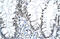 Mohawk Homeobox antibody, ARP32574_P050, Aviva Systems Biology, Immunohistochemistry frozen image 