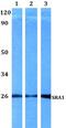 Steroid Receptor RNA Activator 1 antibody, A02942-1, Boster Biological Technology, Western Blot image 