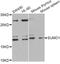 Small Ubiquitin Like Modifier 1 antibody, STJ25747, St John