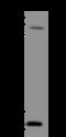 MIR1-1 Host Gene antibody, 206301-T32, Sino Biological, Western Blot image 