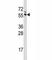 G3BP Stress Granule Assembly Factor 1 antibody, F43255-0.4ML, NSJ Bioreagents, Western Blot image 
