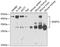 BCL2 Interacting Protein 3 Like antibody, GTX64447, GeneTex, Western Blot image 