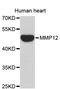 Matrix Metallopeptidase 12 antibody, STJ111106, St John