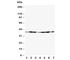 Annexin A2 antibody, R30414, NSJ Bioreagents, Western Blot image 