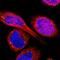 Transmembrane Protein 25 antibody, HPA012163, Atlas Antibodies, Immunofluorescence image 