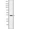 Sirtuin 4 antibody, abx218592, Abbexa, Western Blot image 