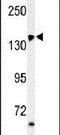 FGAM synthase antibody, PA5-24685, Invitrogen Antibodies, Western Blot image 