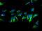 Transmembrane Protein 267 antibody, A64618-100, Epigentek, Immunofluorescence image 