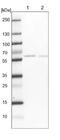 Cleavage And Polyadenylation Specific Factor 7 antibody, NBP1-89868, Novus Biologicals, Western Blot image 