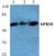 G Protein-Coupled Receptor 50 antibody, A07827-1, Boster Biological Technology, Western Blot image 