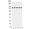 Nuclear Factor Kappa B Subunit 1 antibody, R31223, NSJ Bioreagents, Western Blot image 