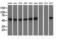 Tubulin Alpha 8 antibody, GTX83461, GeneTex, Western Blot image 