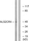 Transmembrane Protein 237 antibody, abx014186, Abbexa, Western Blot image 