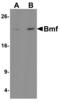 Bcl2 Modifying Factor antibody, 11002, QED Bioscience, Western Blot image 