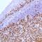 KI-67 antibody, MBS302551, MyBioSource, Immunohistochemistry frozen image 