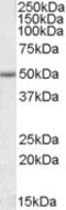 TAR DNA Binding Protein antibody, 46-778, ProSci, Western Blot image 