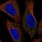 Nicastrin antibody, NBP2-57365, Novus Biologicals, Immunofluorescence image 