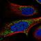 FAST Kinase Domains 2 antibody, HPA067191, Atlas Antibodies, Immunofluorescence image 