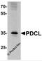 Phosducin Like antibody, 7871, ProSci, Western Blot image 