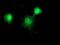 DnaJ Heat Shock Protein Family (Hsp40) Member B1 antibody, NBP2-03433, Novus Biologicals, Immunocytochemistry image 
