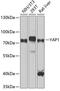 YAP1 antibody, GTX64336, GeneTex, Western Blot image 