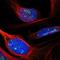 Bisphosphoglycerate Mutase antibody, NBP1-86064, Novus Biologicals, Immunofluorescence image 