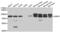 GUAA antibody, PA5-76961, Invitrogen Antibodies, Western Blot image 