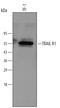 TNF Receptor Superfamily Member 10a antibody, AF347, R&D Systems, Western Blot image 