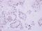 DNA Topoisomerase II Beta antibody, PA5-27750, Invitrogen Antibodies, Immunohistochemistry frozen image 