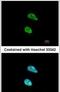 POZ/BTB And AT Hook Containing Zinc Finger 1 antibody, PA5-30477, Invitrogen Antibodies, Immunofluorescence image 