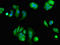 Eukaryotic Translation Initiation Factor 4E Nuclear Import Factor 1 antibody, LS-C682180, Lifespan Biosciences, Immunofluorescence image 