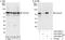 p90 antibody, A303-694A, Bethyl Labs, Immunoprecipitation image 