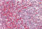 Peroxisomal Biogenesis Factor 13 antibody, MBS248436, MyBioSource, Immunohistochemistry paraffin image 