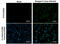Dengue virus antibody, GTX124252, GeneTex, Immunofluorescence image 