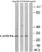 Cyclin-H antibody, LS-C117869, Lifespan Biosciences, Western Blot image 