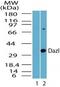 Deleted In Azoospermia Like antibody, PA5-23152, Invitrogen Antibodies, Western Blot image 